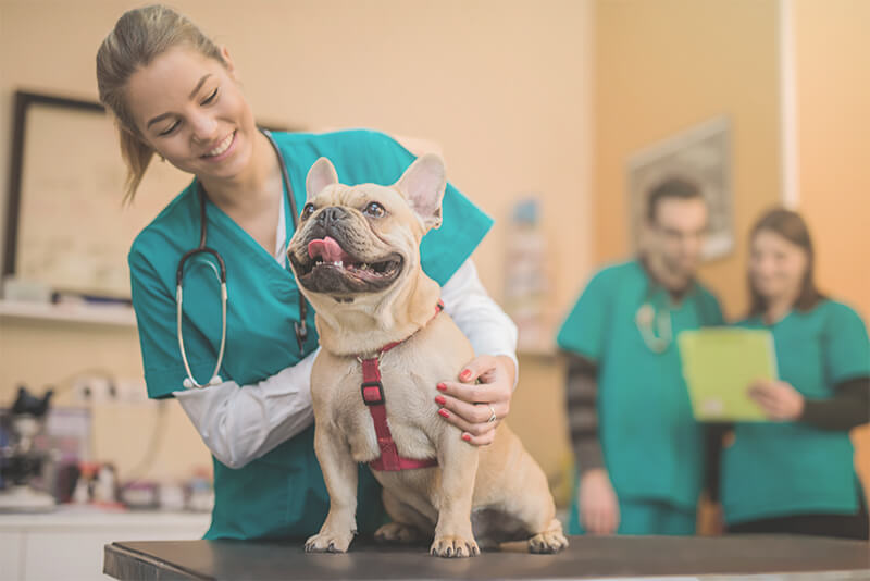 Veterinary Careers in Berkley, MI