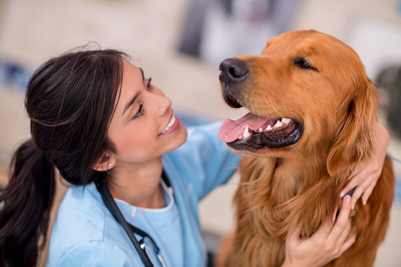 Veterinary Canine Care